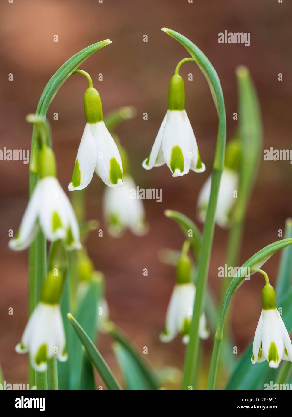 Dainty, green marked collectors snowdrop, Galanthus plicatus 'Blue Trym' flowering in late winter Stock Photo
