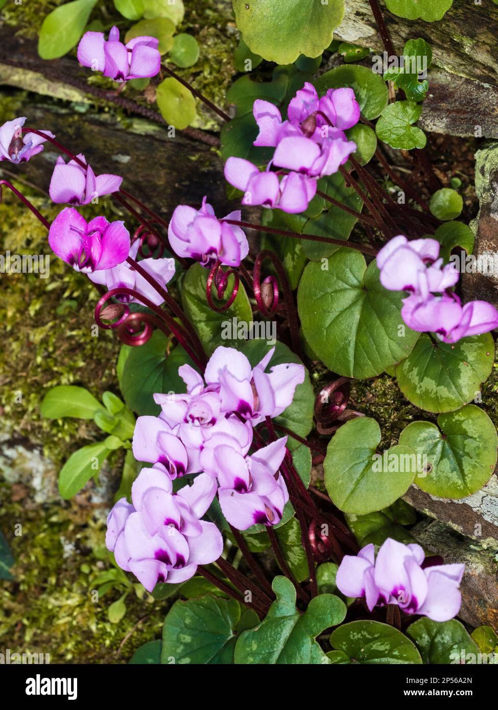 Pale and darker pink flowers of the winter blooming sowbread, Cyclamen coum Stock Photo