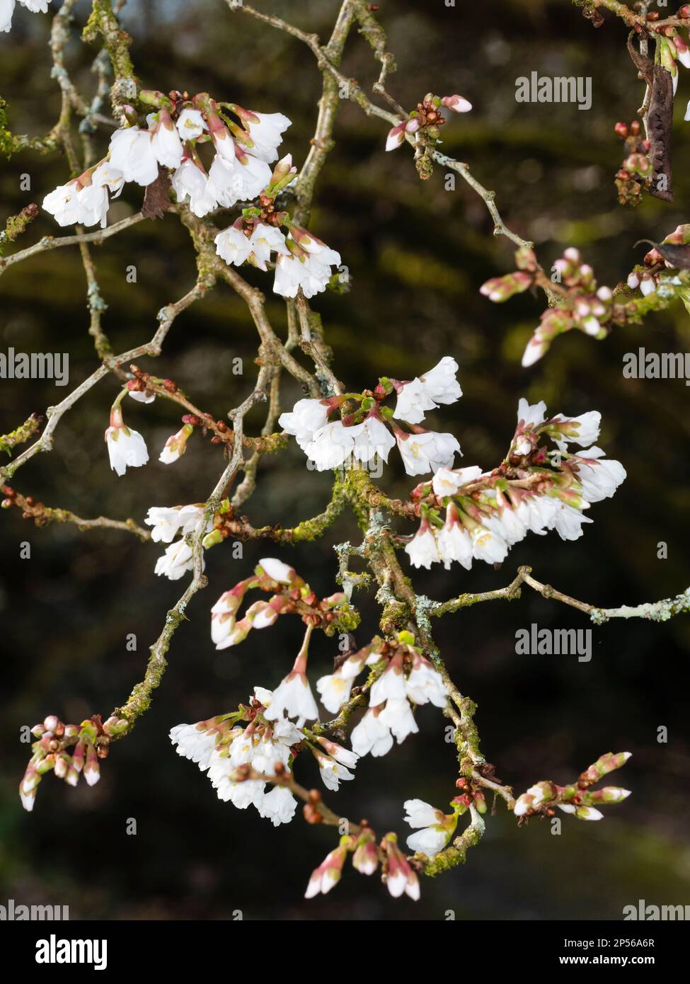 Early spring flowers and buds of the small tree form of the Fuji cherry, Prunus incisa 'Kojo-No-Mai' Stock Photo