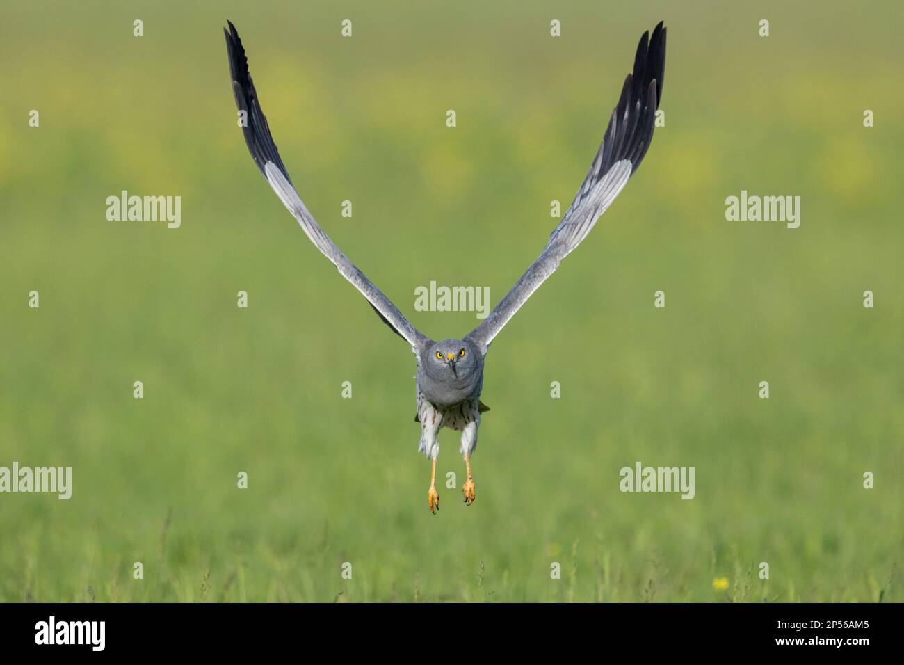 Montagu's Harrier (Circus pygargus), front view of an adult male in flight, Campania, Italy Stock Photo