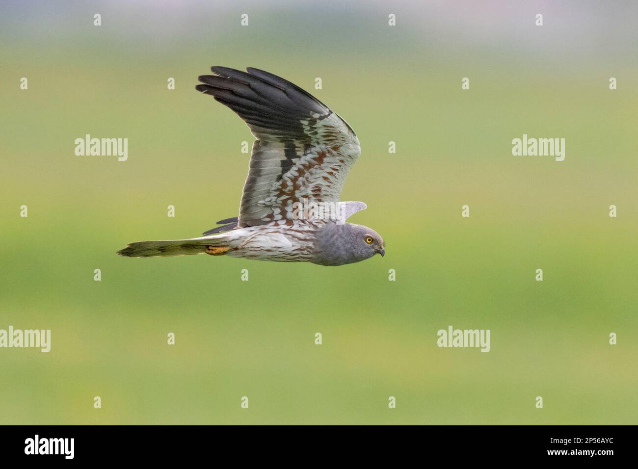 Montagu's Harrier (Circus pygargus), side view of an adult male in flight, Campania, Italy Stock Photo