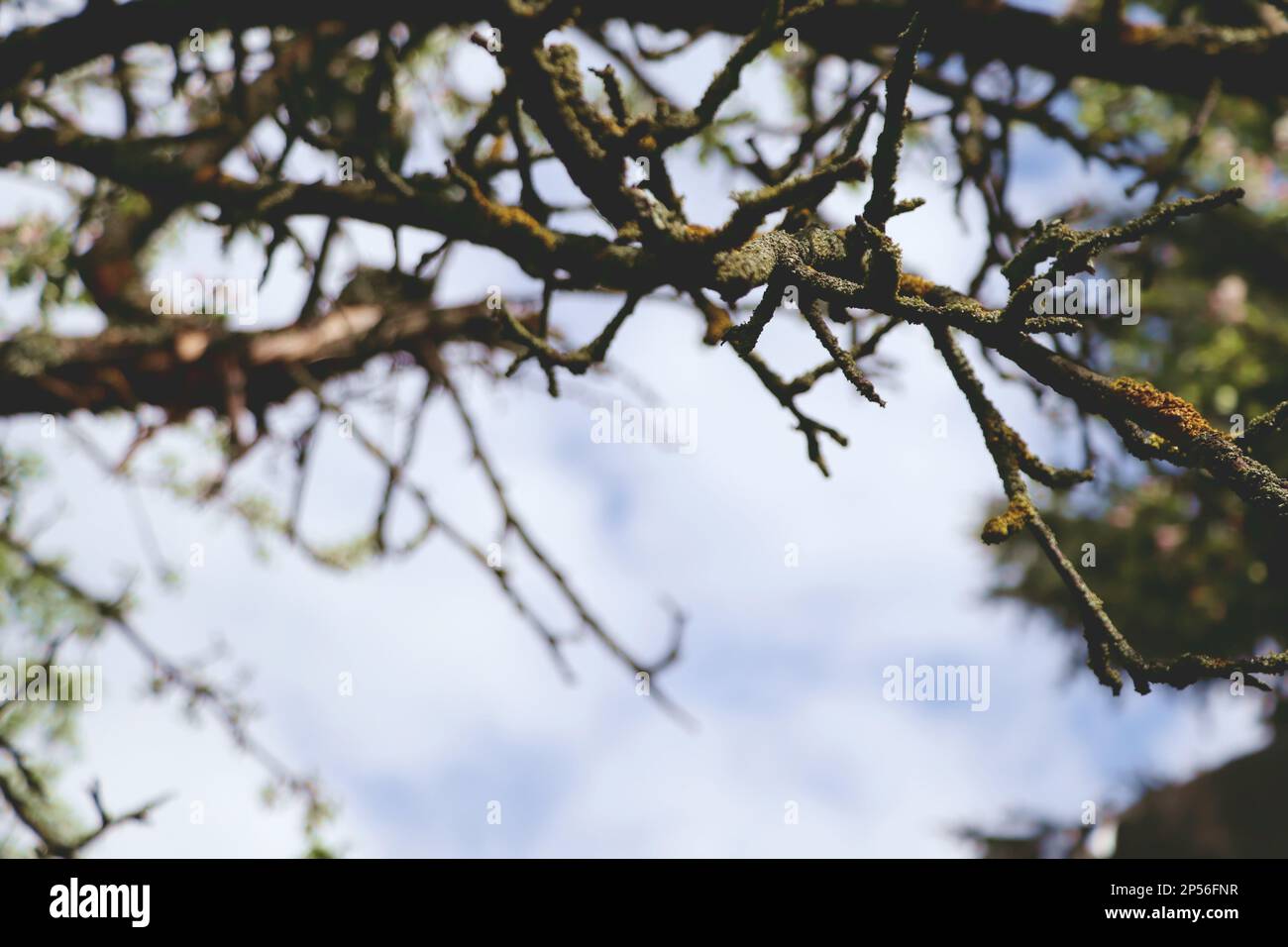 Dry tree branch in springtime. Tree branches. Stock Photo