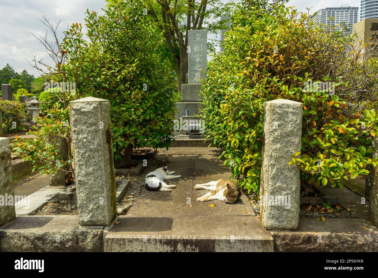 A couple of cats lay down in the Zoshigaya Cemetery in Tokyo, Japan. Stock Photo
