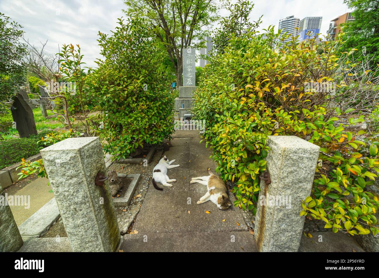 A couple of cats lay down in the Zoshigaya Cemetery in Tokyo, Japan. Stock Photo