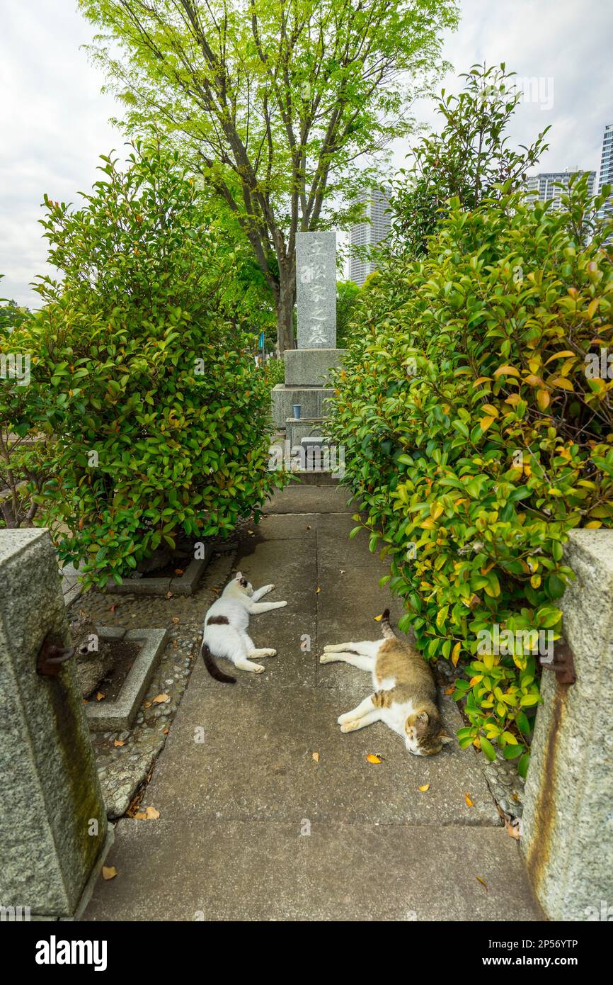 A couple of cats lay down in the Zoshigaya Cemetery in Tokyo, Japan. Stock Photo