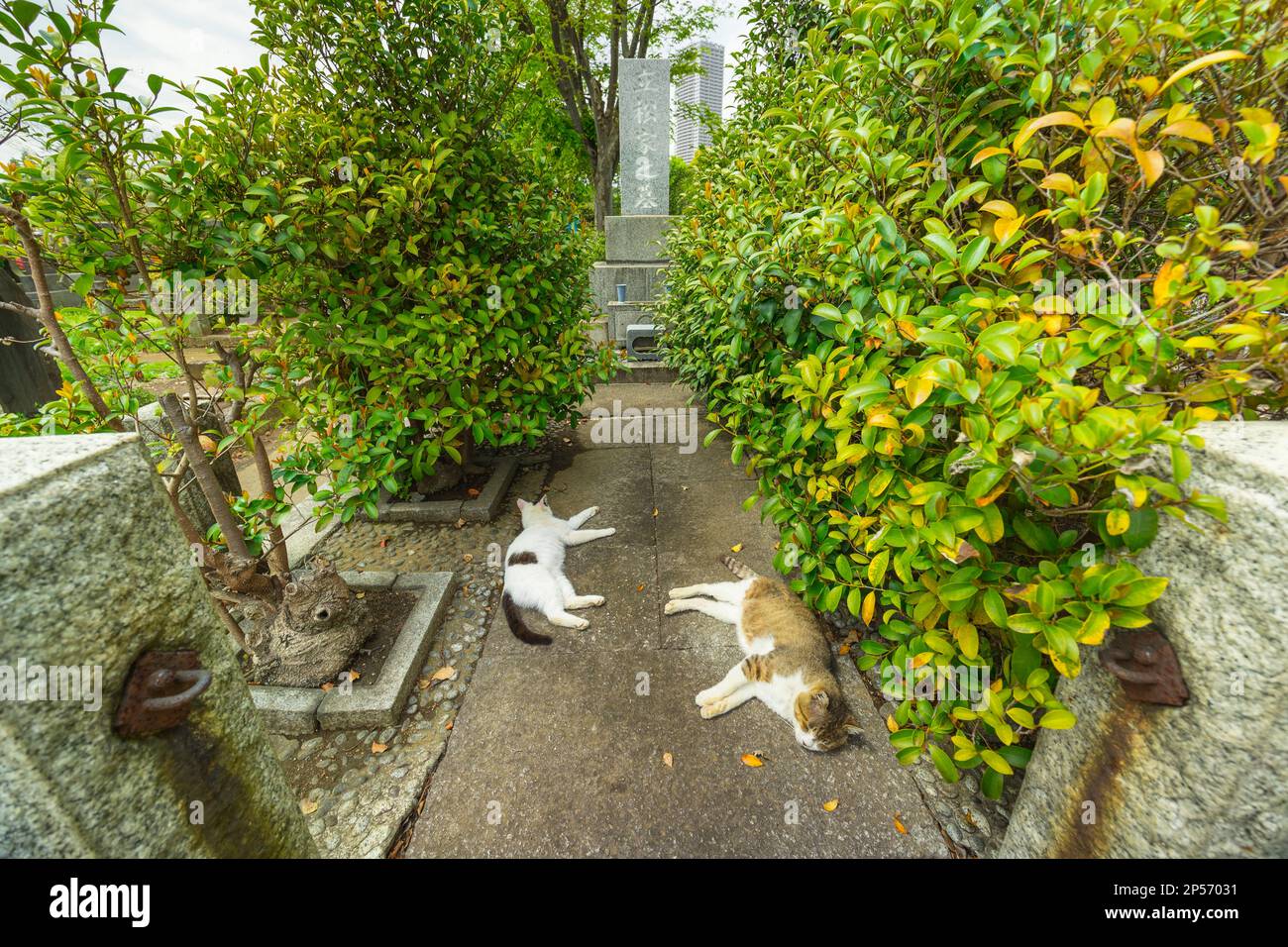 A couple of cats lay down in the Zoshigaya Cemetery in Tokyo, Japan