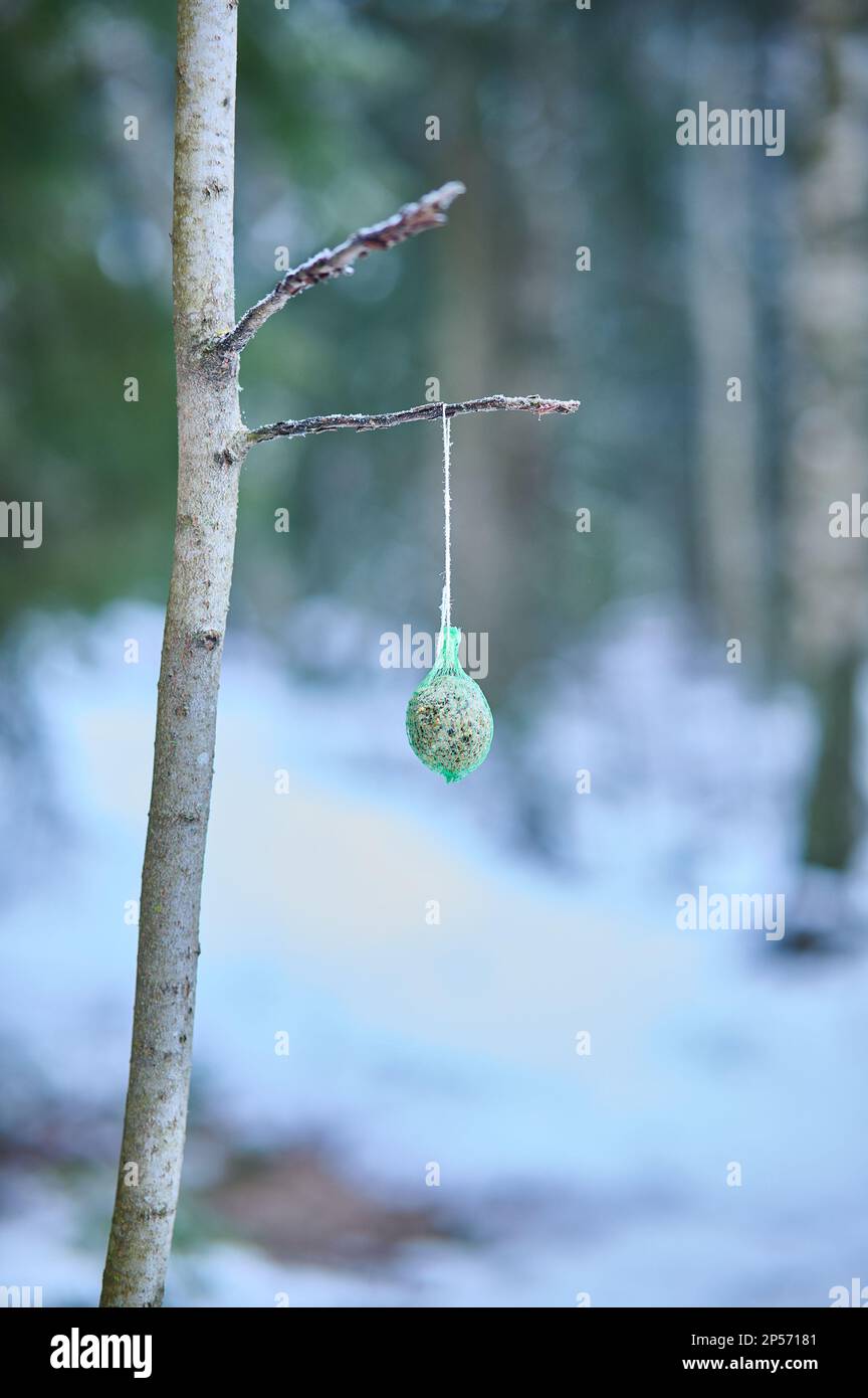 A vertical close-up shot of a tallow ball on a snow-dusted, barren tree branch against a backdrop of a clear Stock Photo