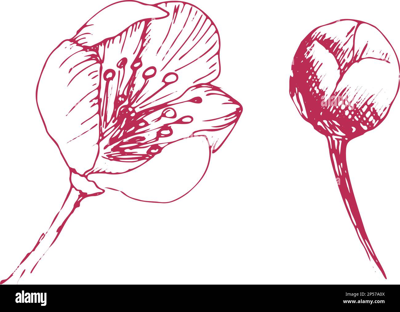 Sakura flowers blossom set, hand drawn line ink style. Cure doodle