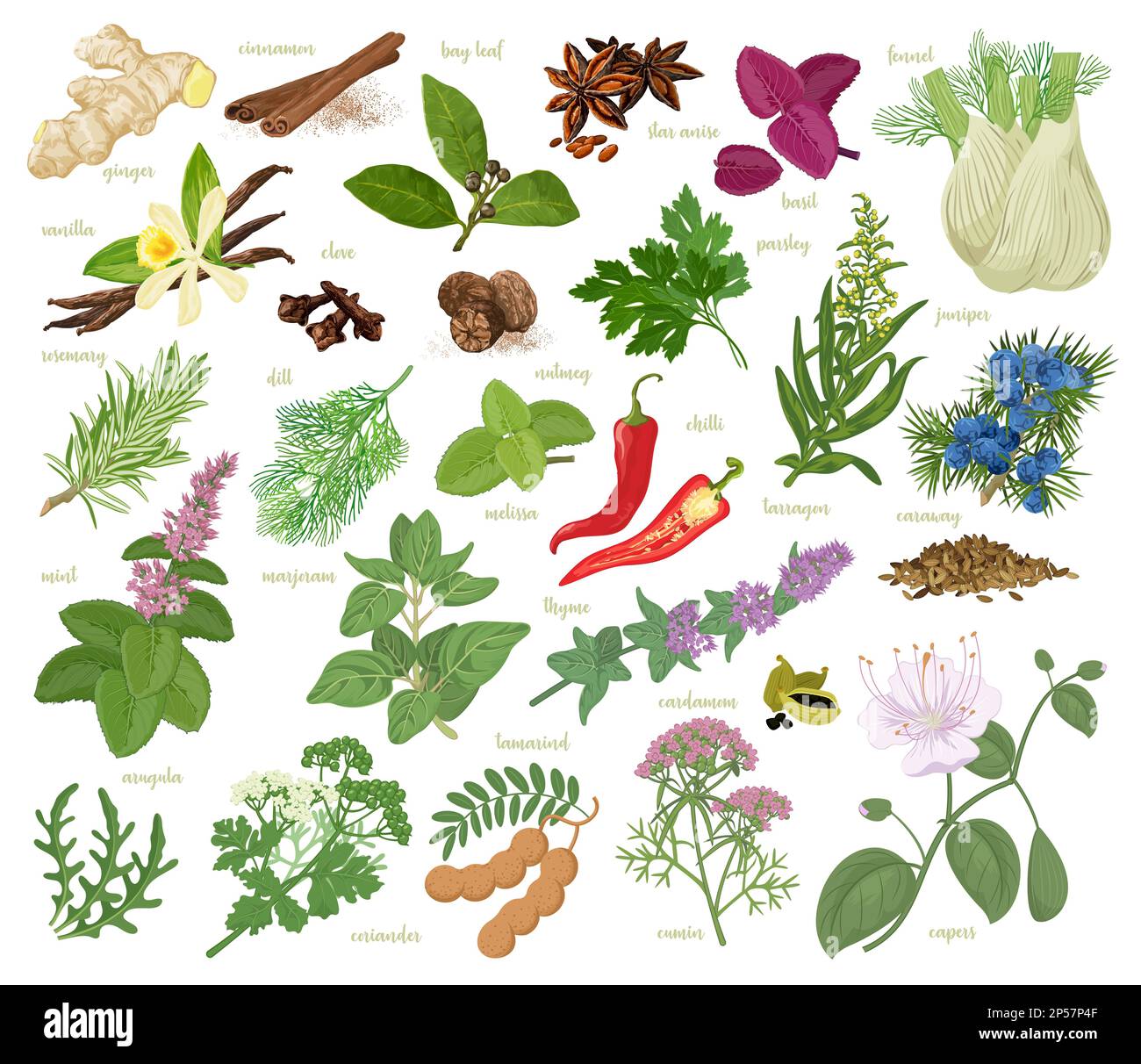 Herbs and spices collection Stock Vector Image & Art Alamy