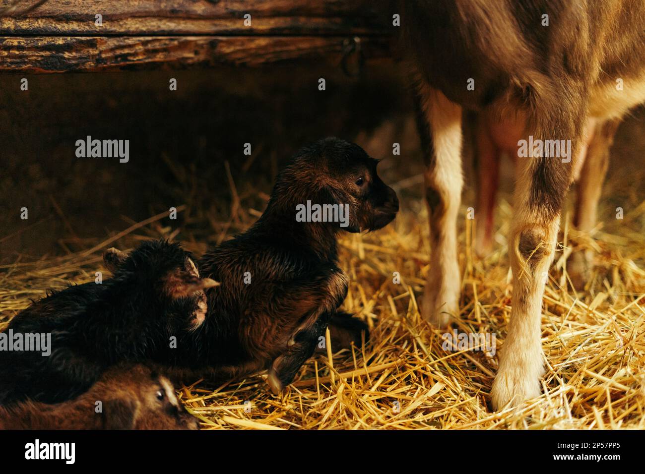 Newborn brown baby goat, goat kid, with siblings and mother goat 10 ...
