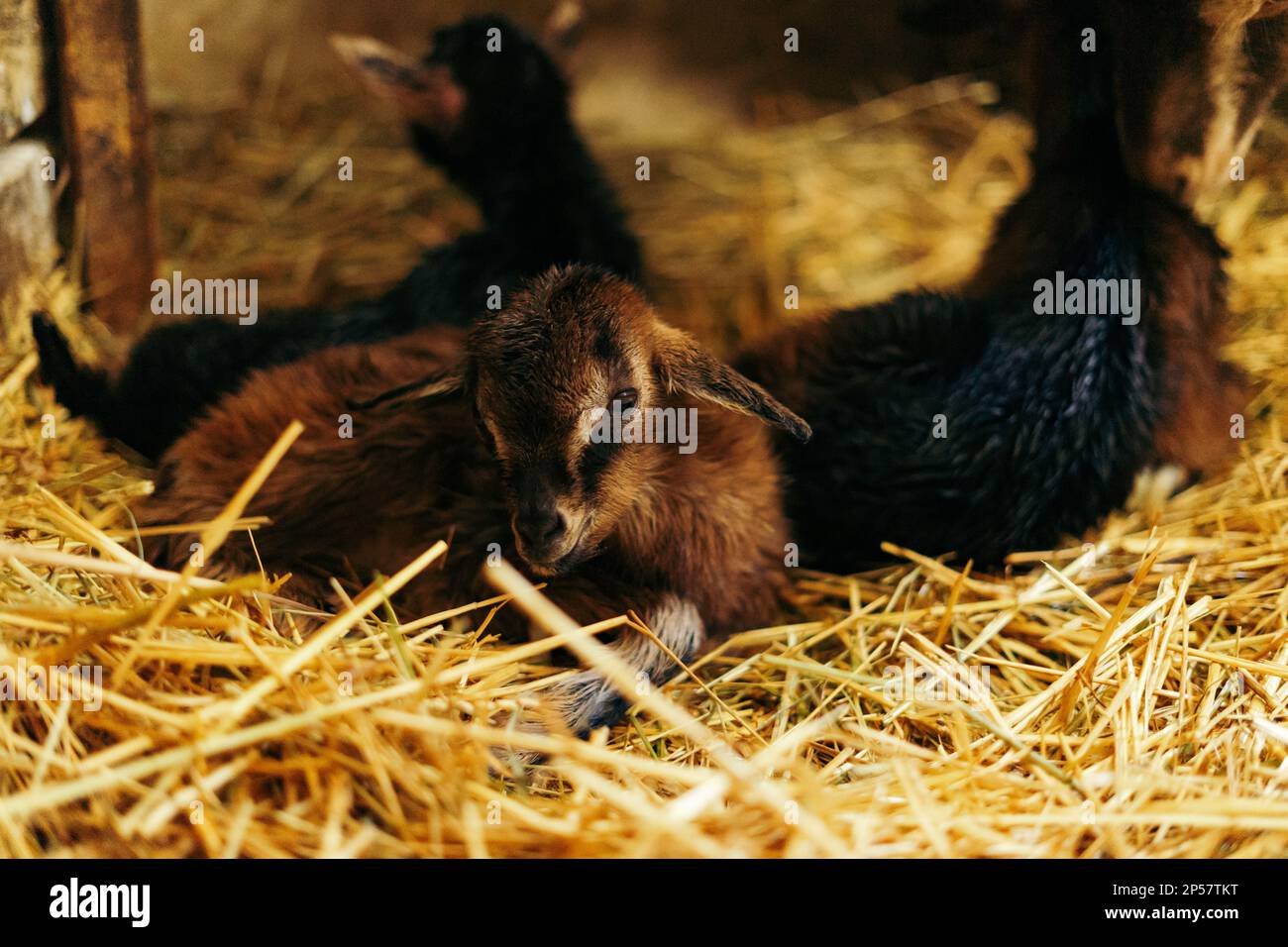 Newborn brown baby goat, goat kid, with siblings and mother goat 10 minutes after being born Stock Photo