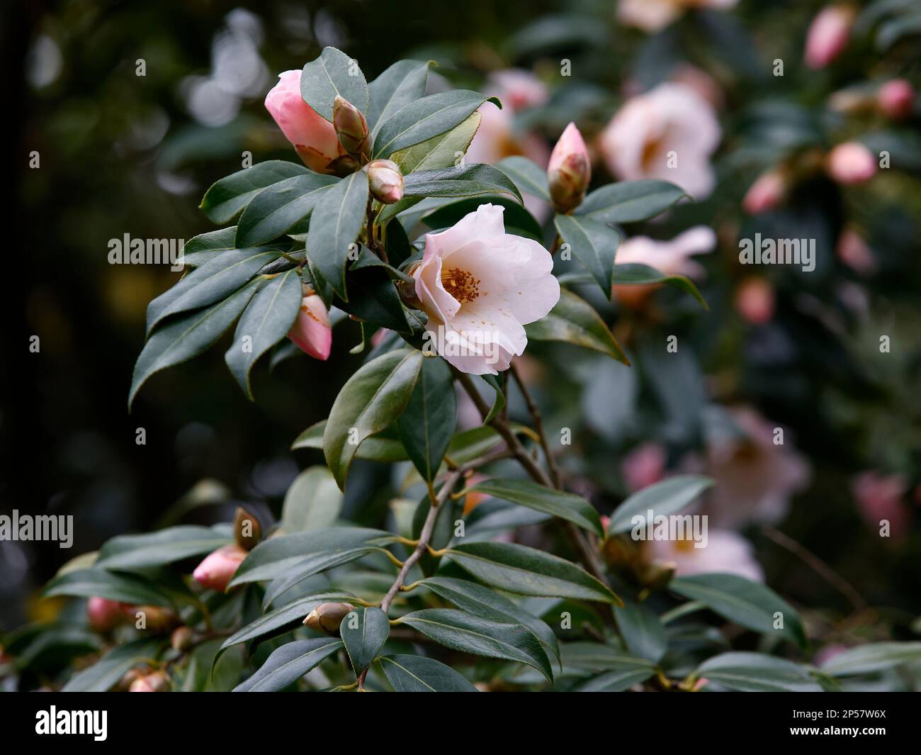 Closeup of the winter flowers of the evergreen garden plant Camellia x williamsii Hiraethlyn. Stock Photo