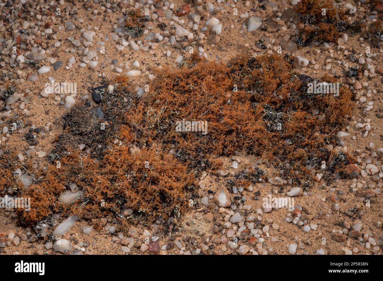 Cape Hair Lichen, Teloschistes capensis, Teloschistaceae, Namib Desert, Namibia, Africa Stock Photo