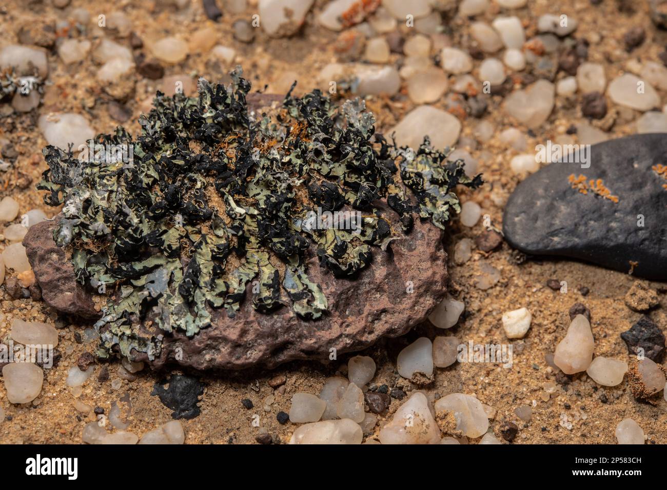 Epilithic Desert lichens, foliose lichens,   Xanthoparmelia walteri,  Parmeliaceae, Namib Desert, Namibia, Africa Stock Photo
