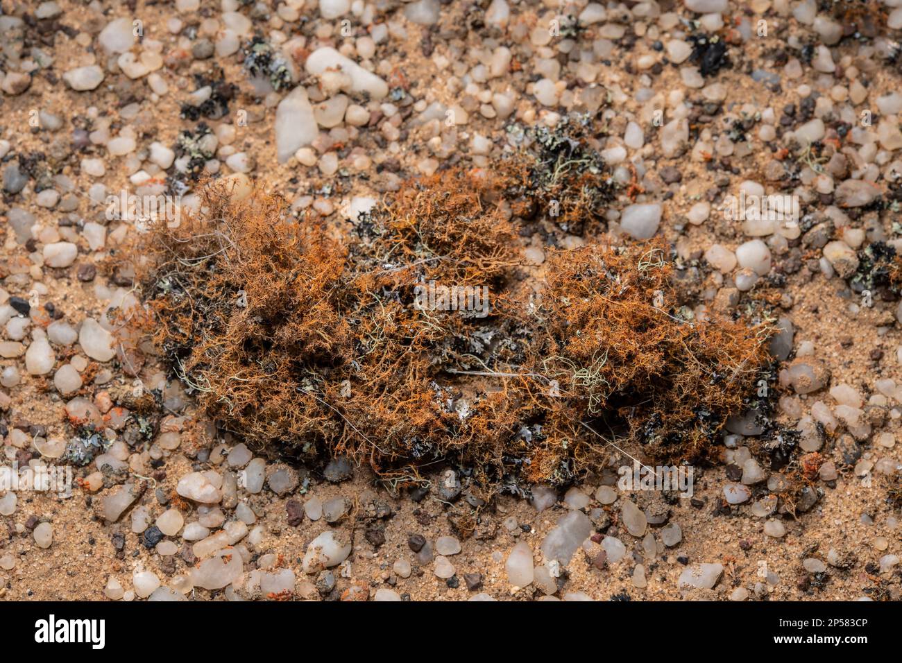Cape Hair Lichen, Teloschistes capensis, Teloschistaceae, Namib Desert, Namibia, Africa Stock Photo