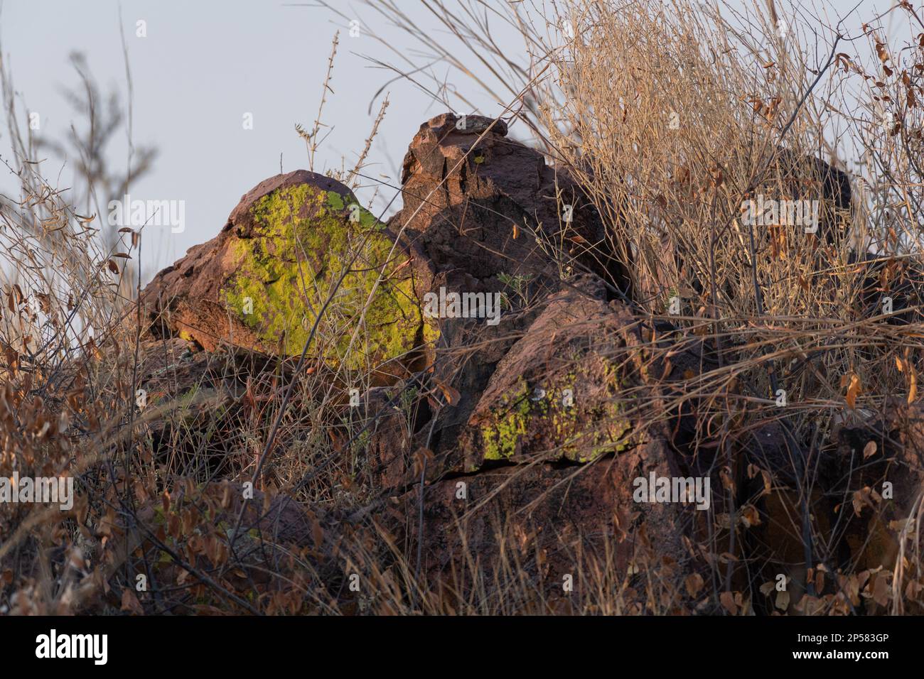 Green lichen, Namib Desert, Namibia, Africa Stock Photo