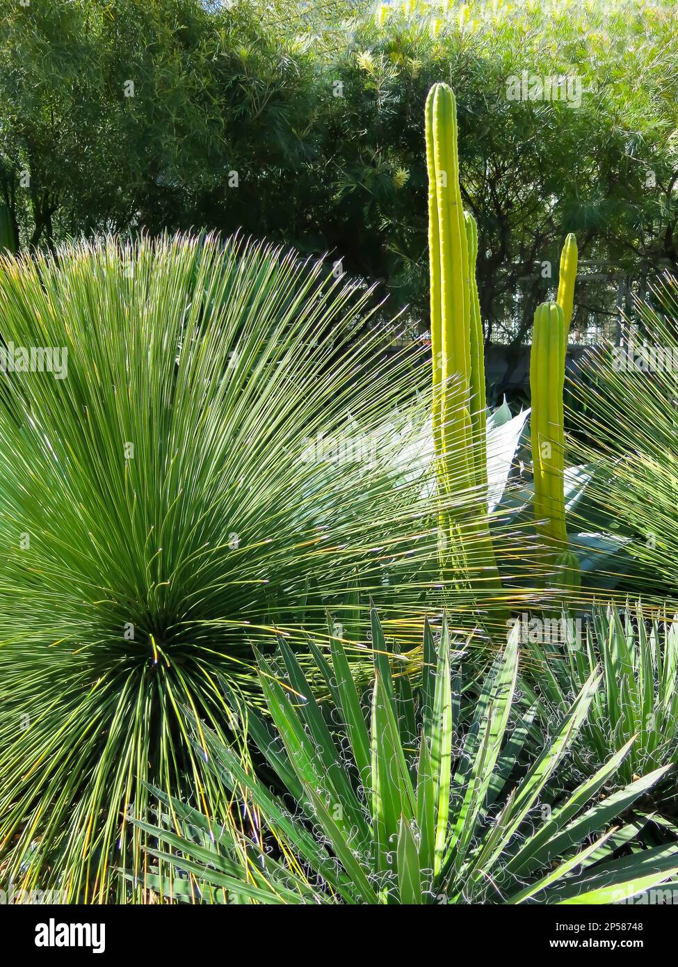 Agave Plants in Dry Garden, Salesforce Park, San Francisco, California
