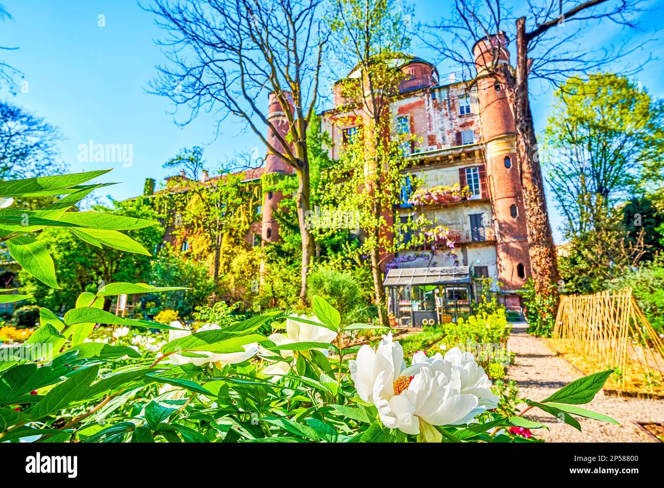 White peonies bloom in Botanical Garden in Brera, Milan, Italy Stock Photo