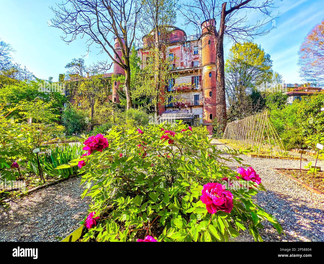 Flowering red peonies in Brera Botanical Garden, Milan, Italy Stock Photo