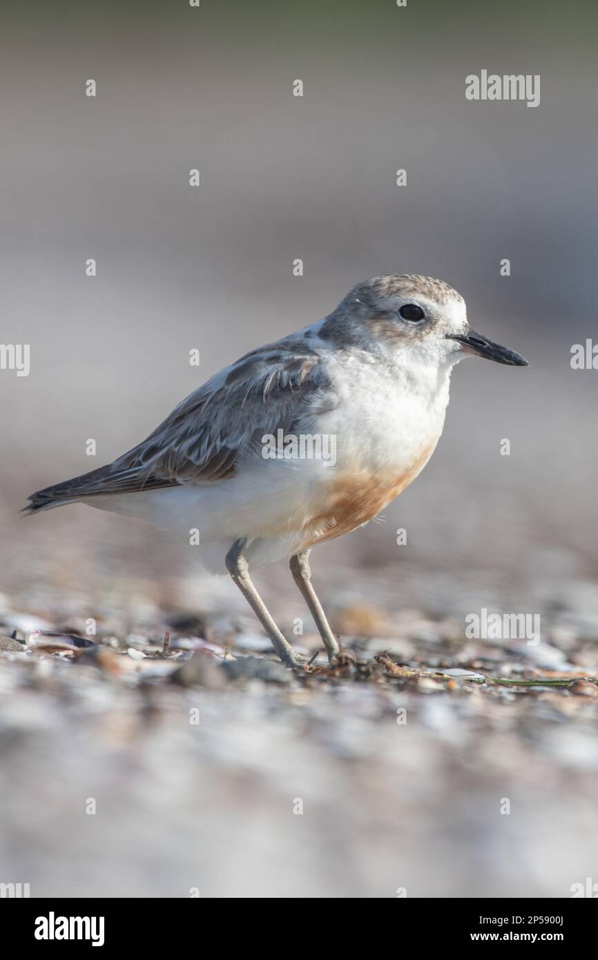 Northern New Zealand dotterel or red-breasted plover (Charadrius obscurus aquilonius) an endangered shorebird endemic to Aotearoa New Zealand. Stock Photo