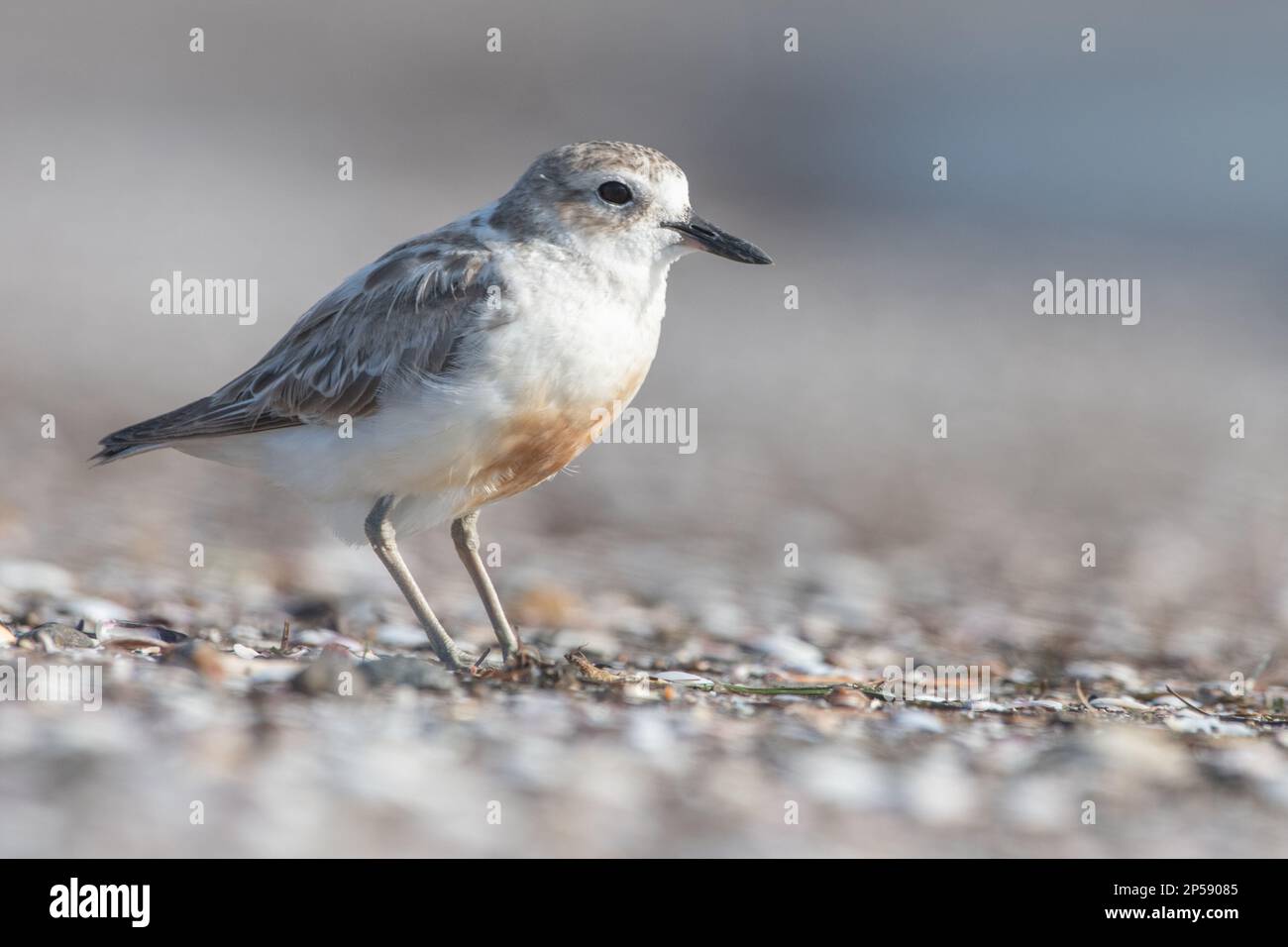 Northern New Zealand dotterel or red-breasted plover (Charadrius obscurus aquilonius) an endangered shorebird endemic to Aotearoa New Zealand. Stock Photo