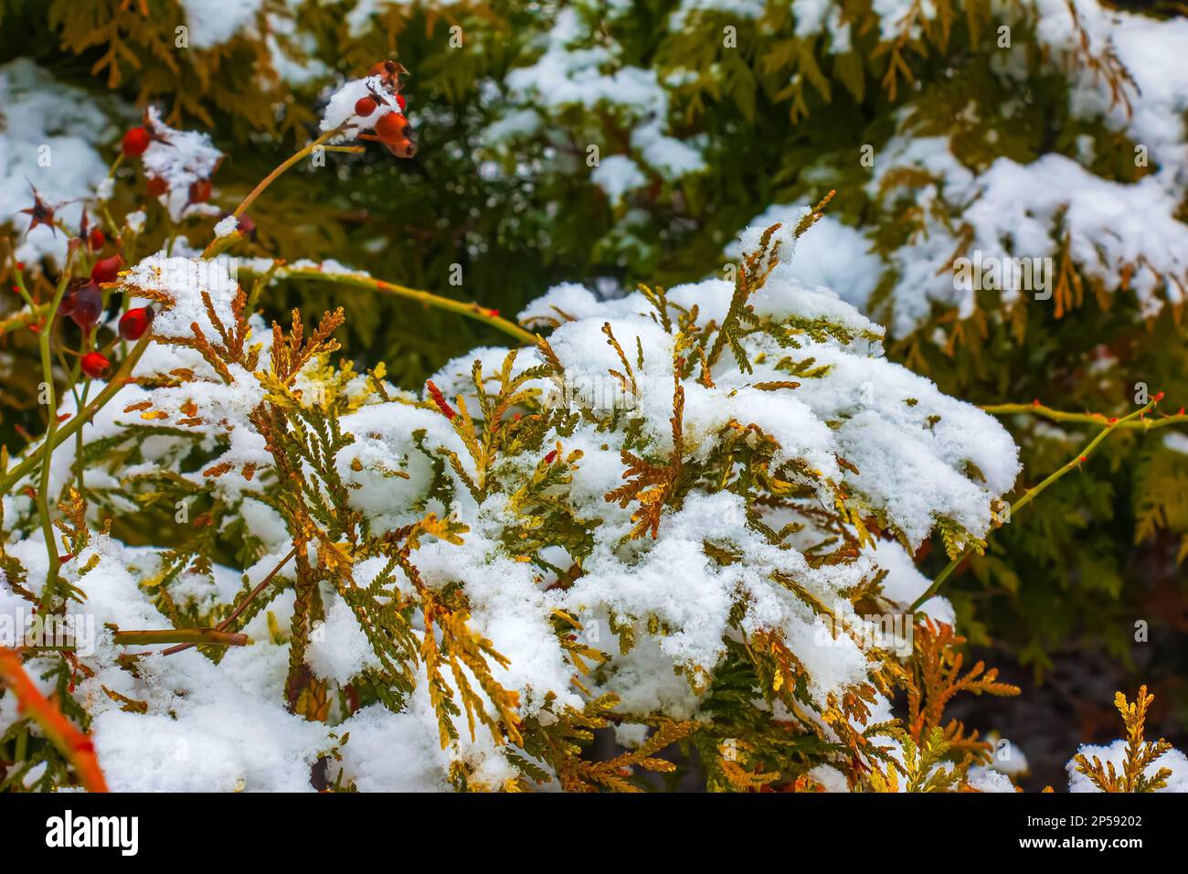 Close-up of the branches of the conifer Thujopsis dolabrata. The evergreen tuevik is covered with snow. Stock Photo