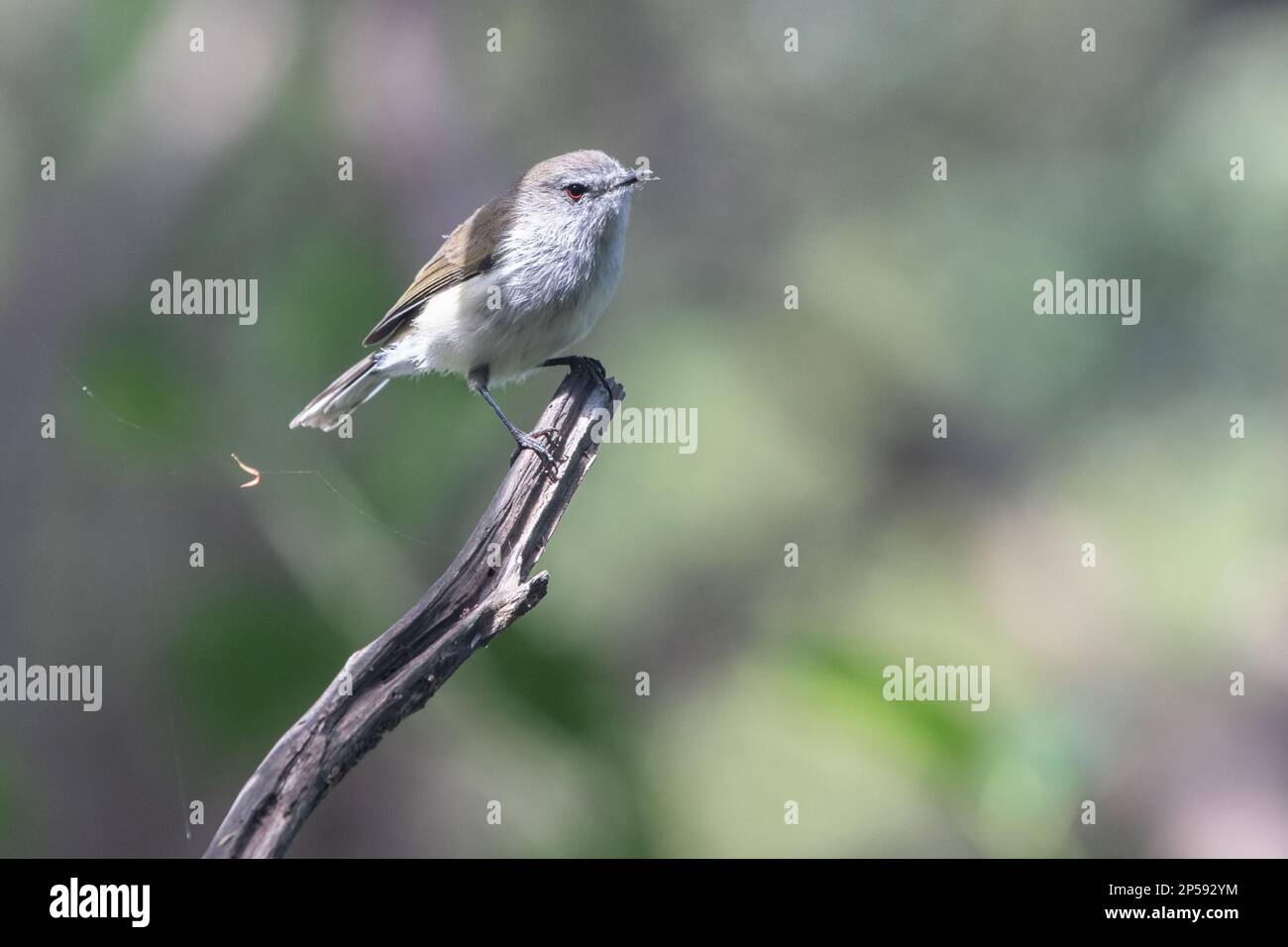 A grey warbler (Gerygone igata) a small passerine bird endemic to Aotearoa New Zealand. Stock Photo