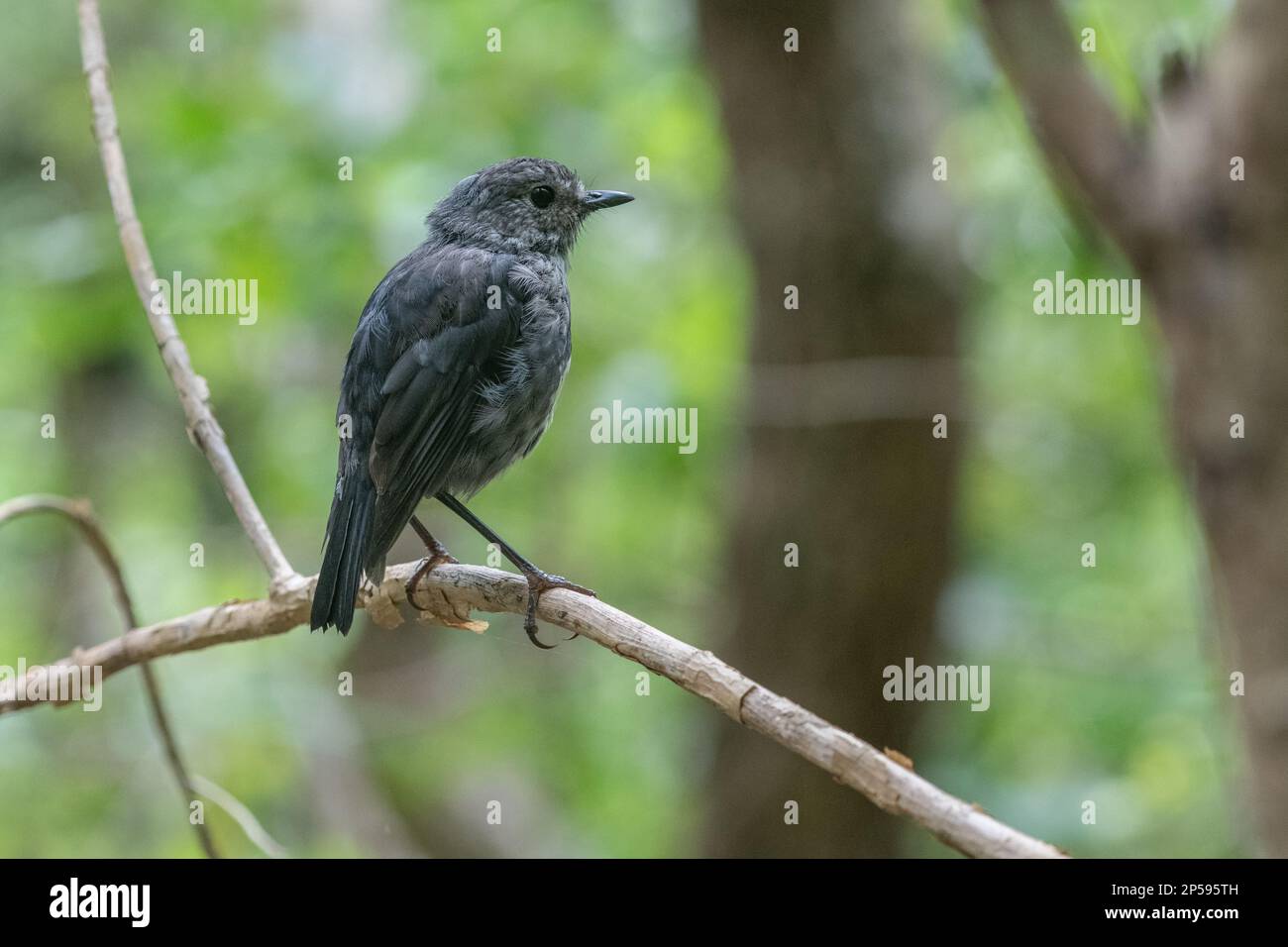 North Island robin (Petroica longipes) an endemic passerine bird found in the forest of Aotearoa New Zealand. Stock Photo