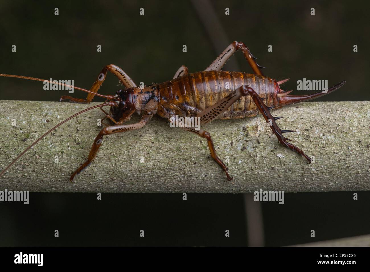 Auckland tree wētā or tokoriro, Hemideina thoracica, these tree weta are large insects endemic to Aotearoa New Zealand. Stock Photo