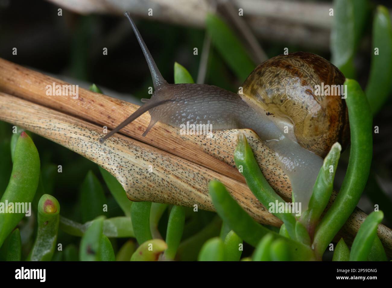 An introduced brown garden snail (Cornu aspersum) near Auckland