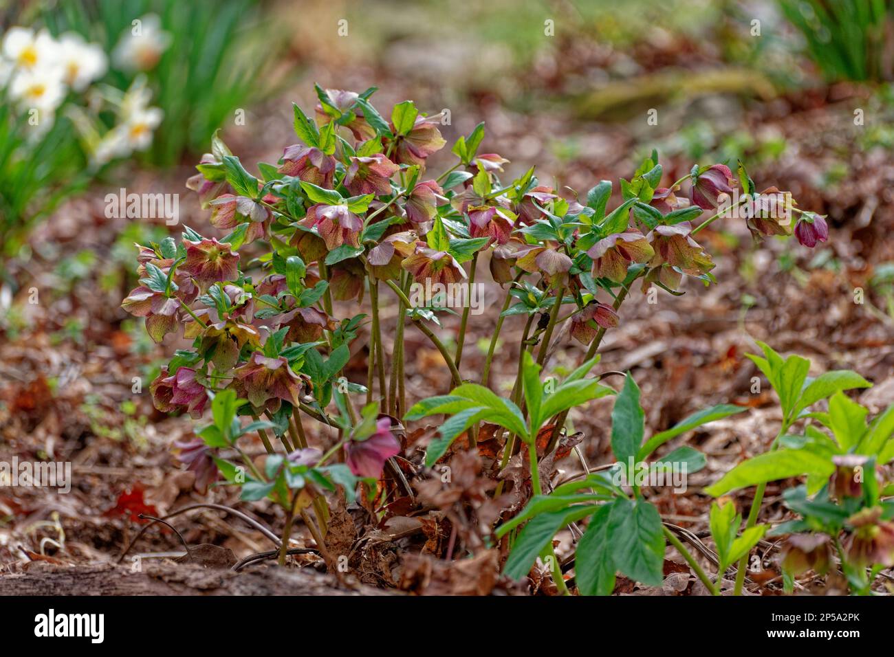 A group of pink hellebores in full bloom one of the first flowers to bloom in early springtime growing in a forest with other plants closeup view Stock Photo