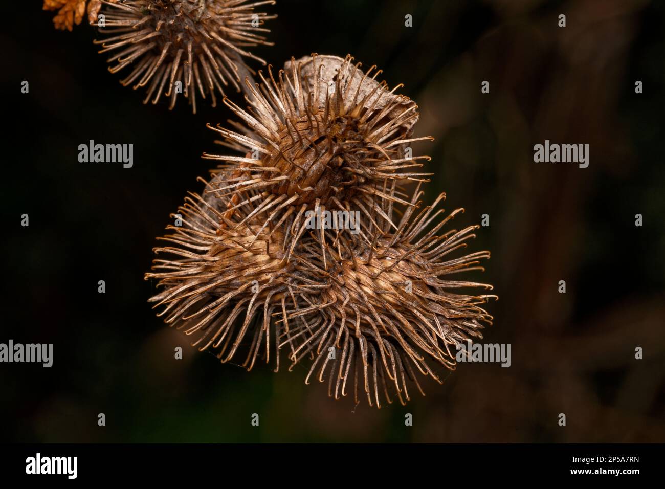 Arctium lappa Ripe inflorescences of a burdock ready to attach to man and animal Stock Photo