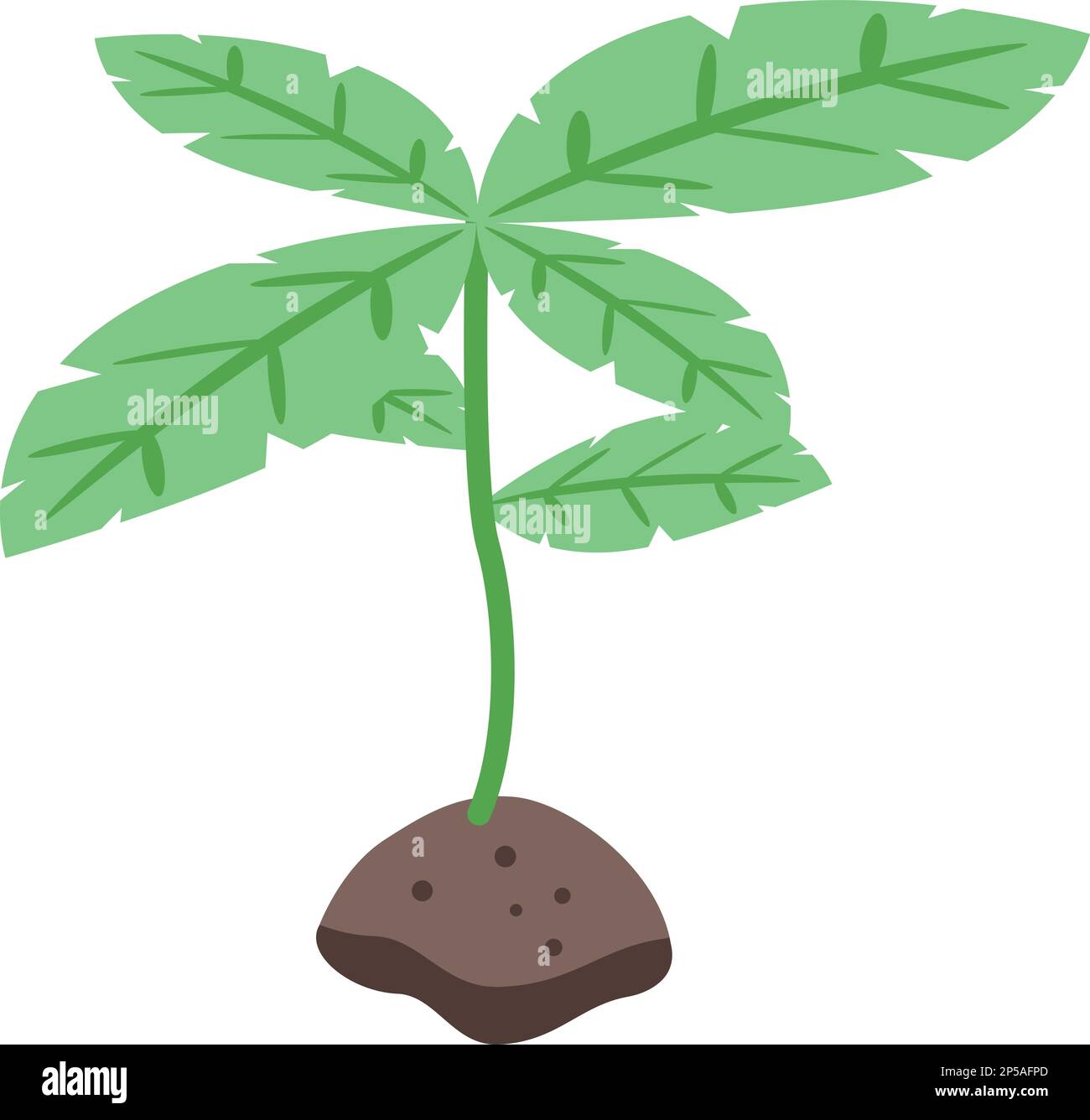 Basil plant icon isometric vector. Fresh herb. Natural organic Stock ...
