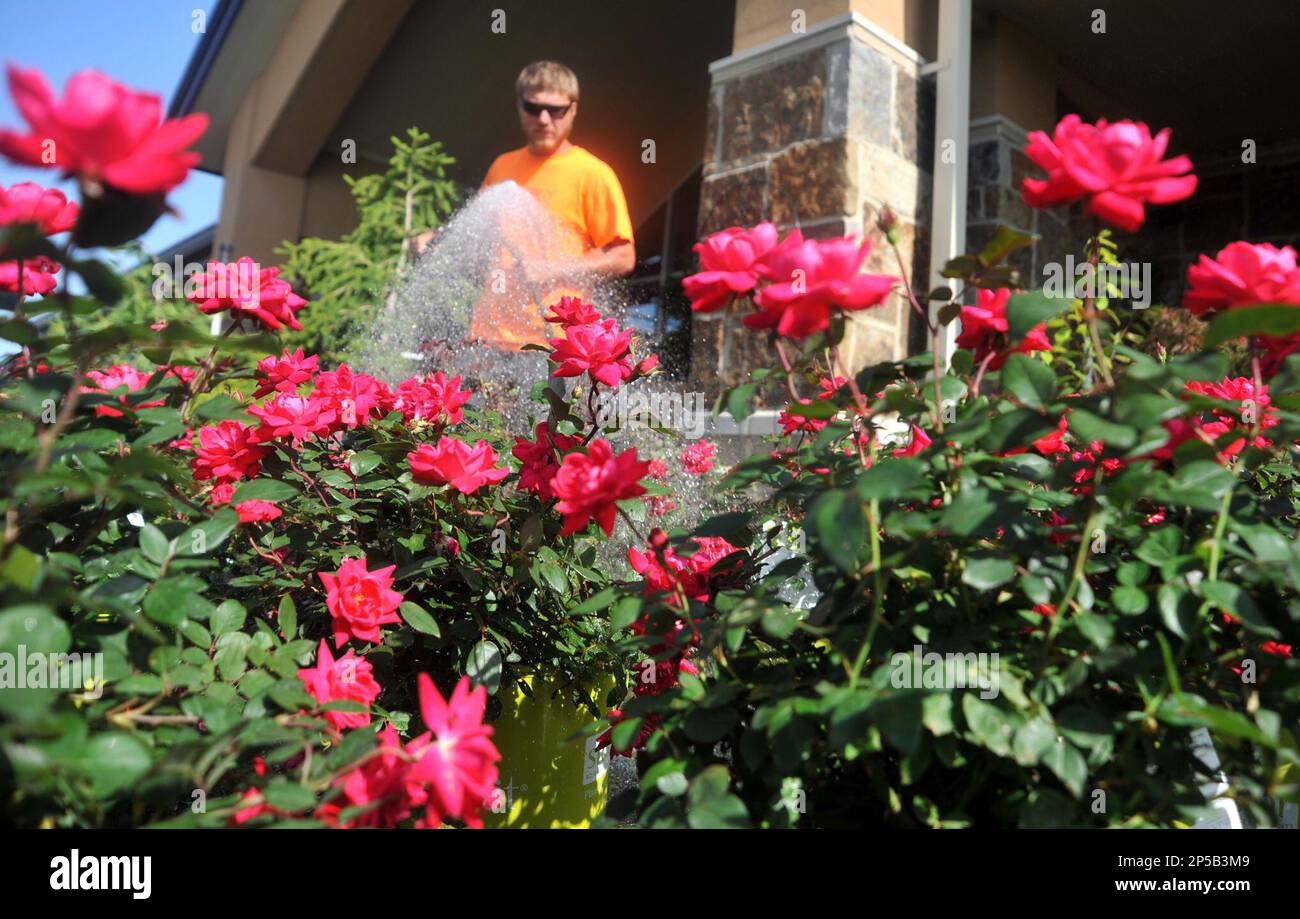 Plant Specialist Nathan Boone waters the double knockout roses Wednesday evening, June 12, 2013