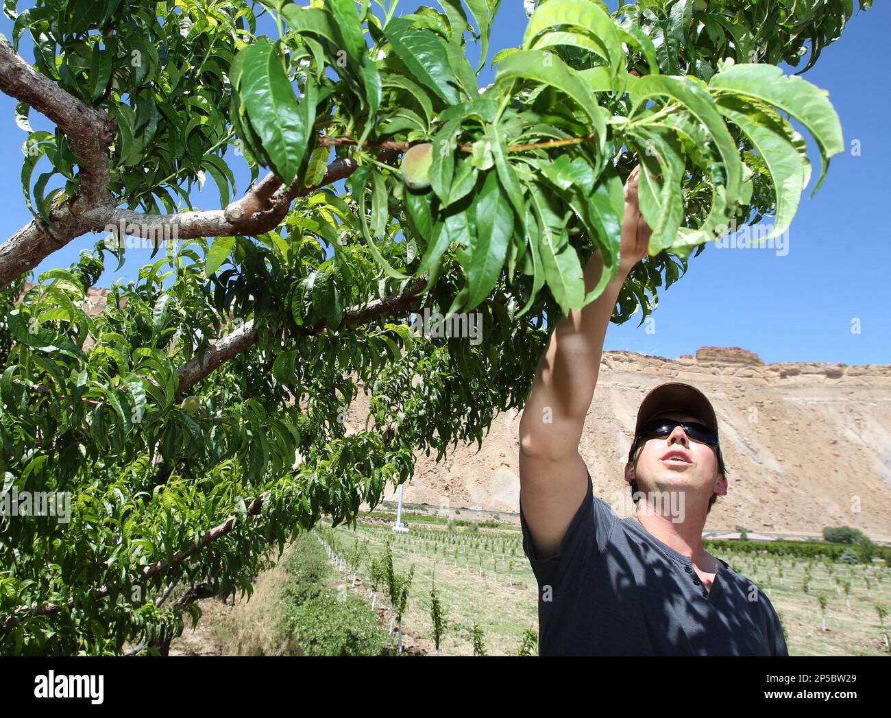 In this May 30, 2013 photo, James Sanders of the Palisade Peach 