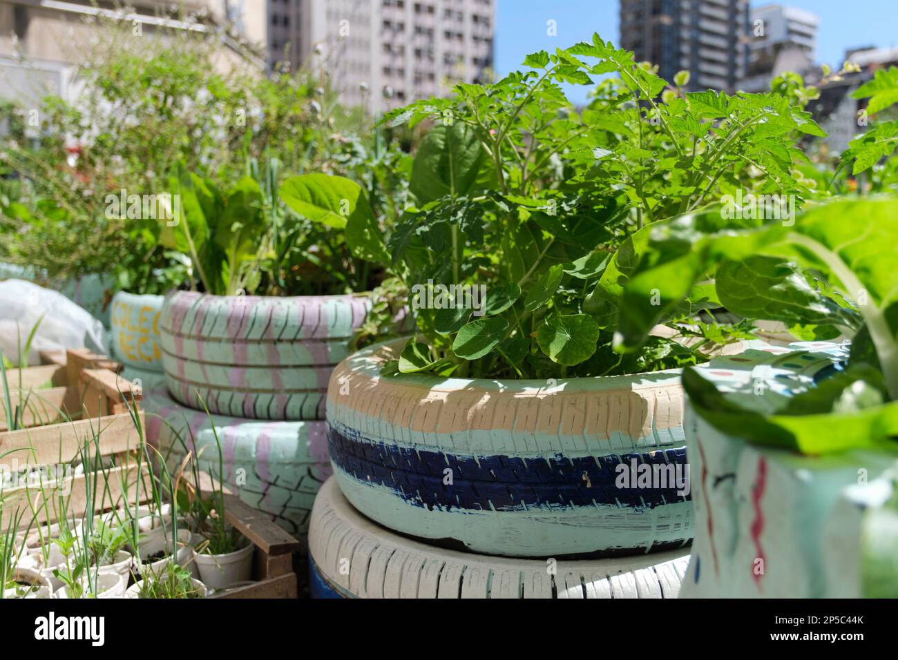 Edible plants planted in reused old tires in an urban vegetable garden, sustainable production of healthy food in the city. Concepts of sustainable ag Stock Photo