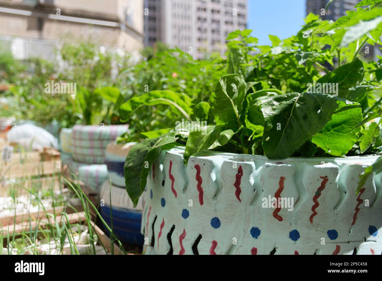 Edible plants planted in reused old tires in an urban vegetable garden, sustainable production of healthy food in the city. Concepts of agriculture, s Stock Photo