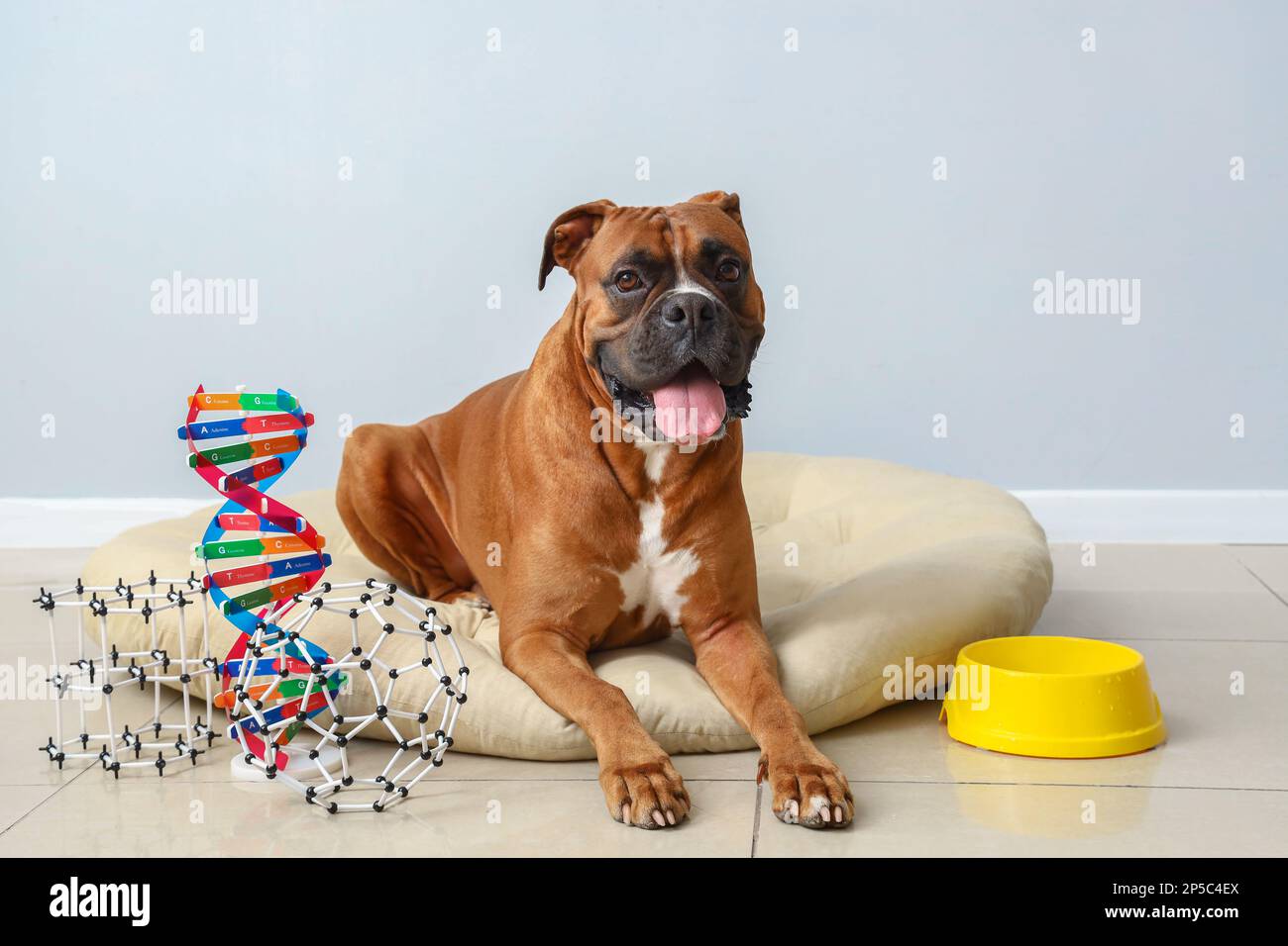 Boxer dog with molecular models lying in pet bed near light wall Stock
