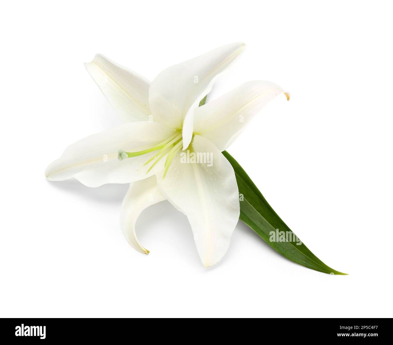 Beautiful lily flower isolated on white background Stock Photo - Alamy