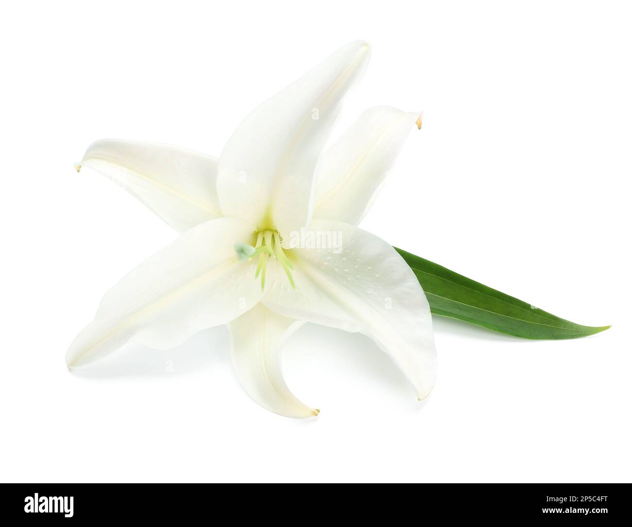 Beautiful lily flower isolated on white background Stock Photo - Alamy