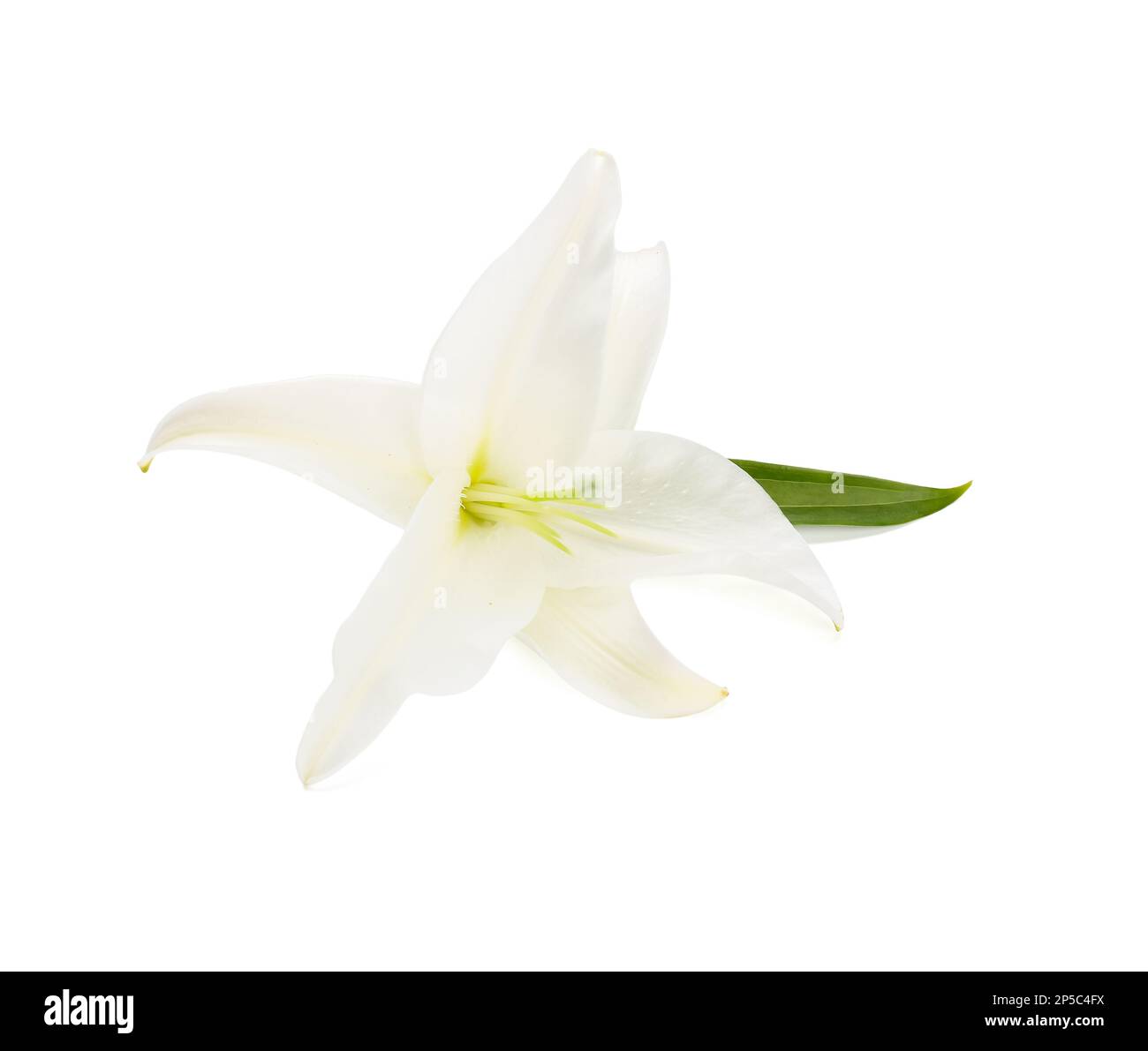 Beautiful lily flower isolated on white background Stock Photo - Alamy