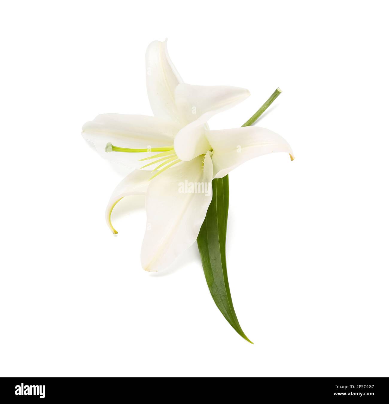 Beautiful lily flower isolated on white background Stock Photo - Alamy