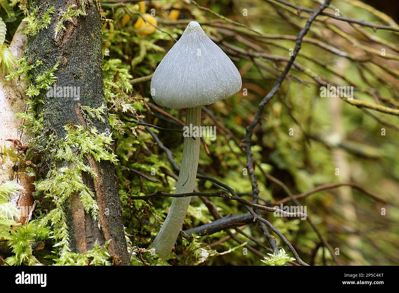 Cobalt pink gilled mushroom (Entoloma canoconicium) Stock Photo
