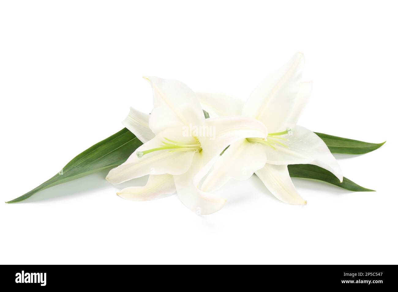 Beautiful lily flowers isolated on white background Stock Photo - Alamy