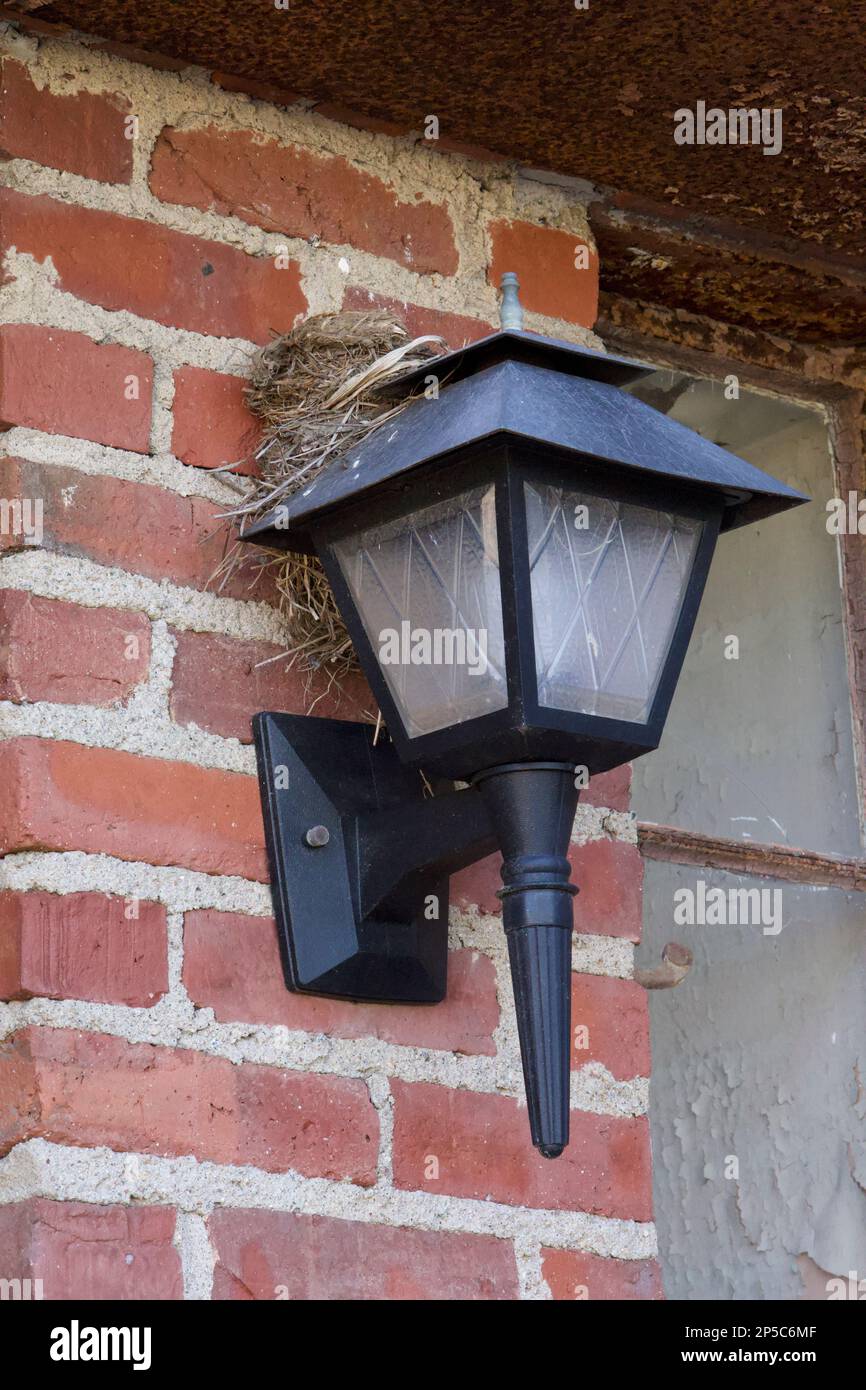 Black, metal lamp with a birds nest on top of the light. It is attached