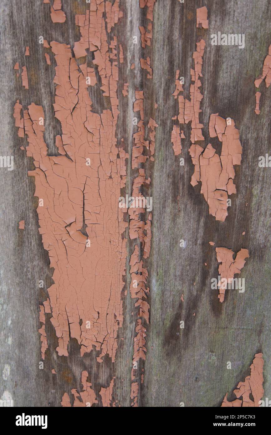 Close up of wooden panel with salmon colored peeling paint. Stock Photo