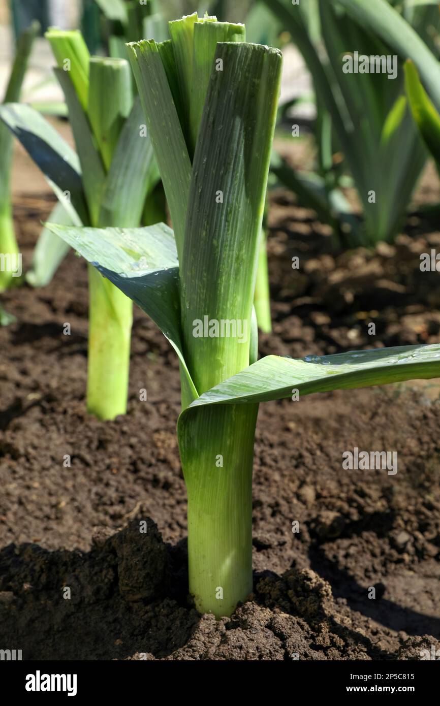 Fresh green leek growing in field on sunny day Stock Photo