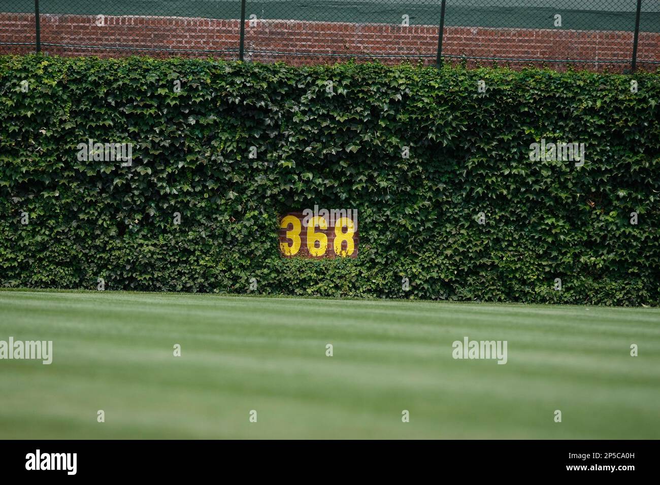 CHICAGO, IL - AUGUST 7: A detail view of the ivy covered 368 foot marker on  the outfield wall of Wrigley Field during the game between the Chicago Cubs  against the Cincinnati