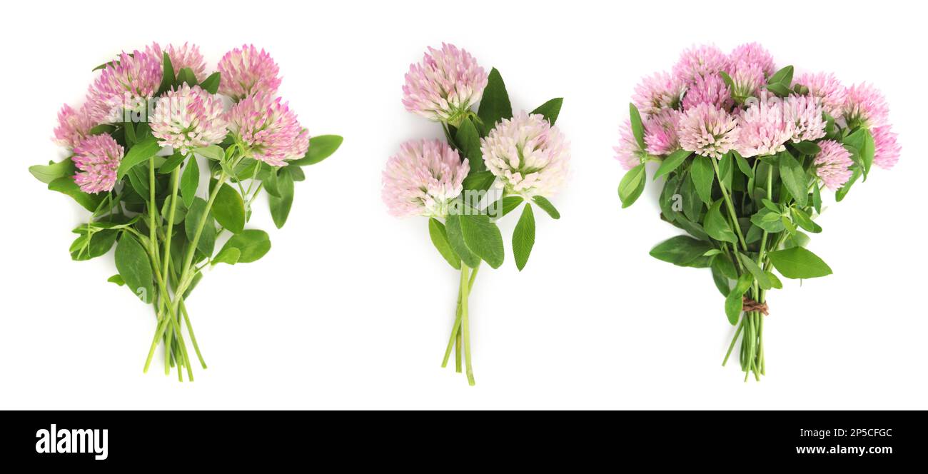Set with beautiful clover flowers on white background, top view. Banner design Stock Photo
