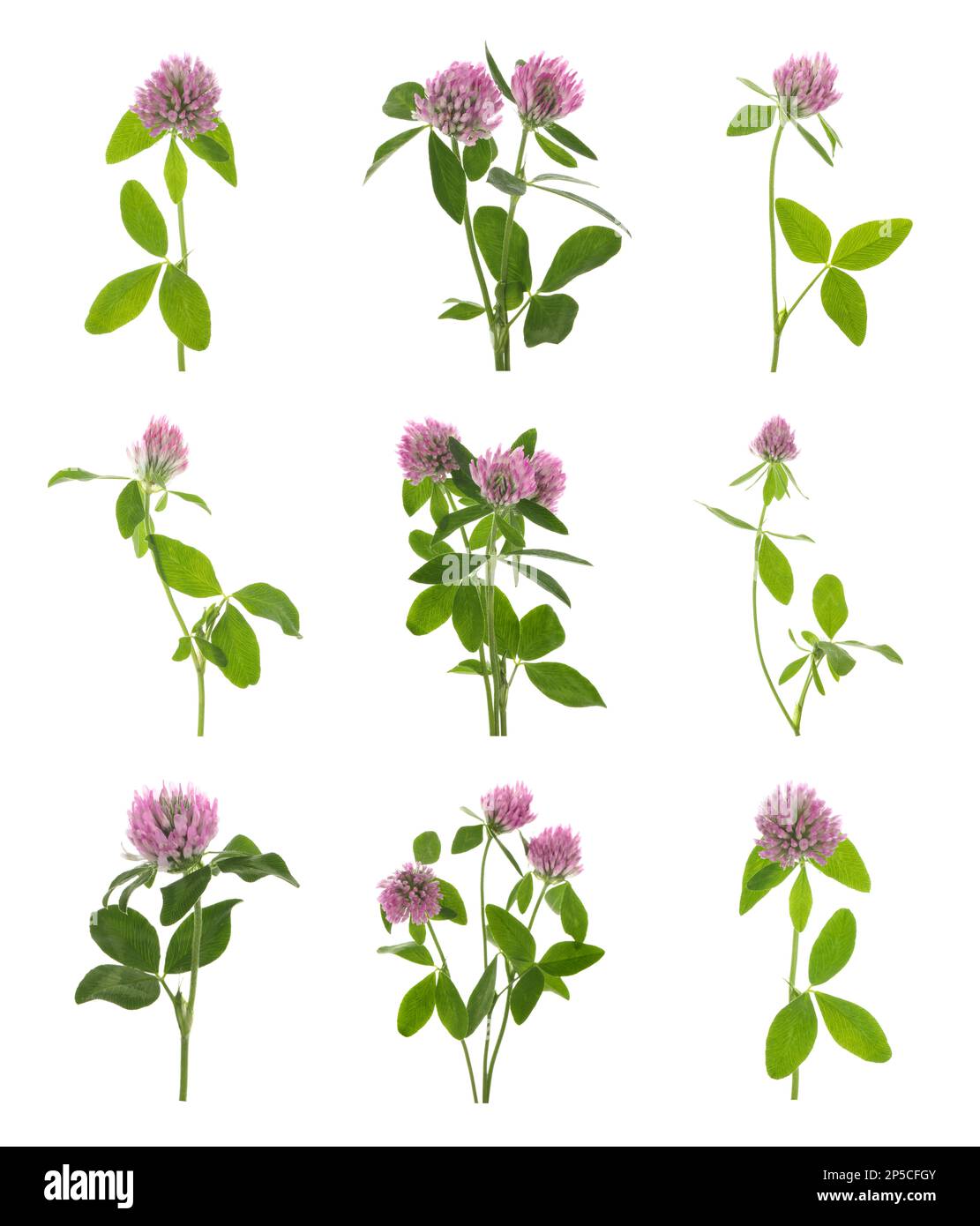 Set with beautiful clover flowers on white background Stock Photo